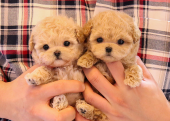 TOY POODLE YAVRULARIM